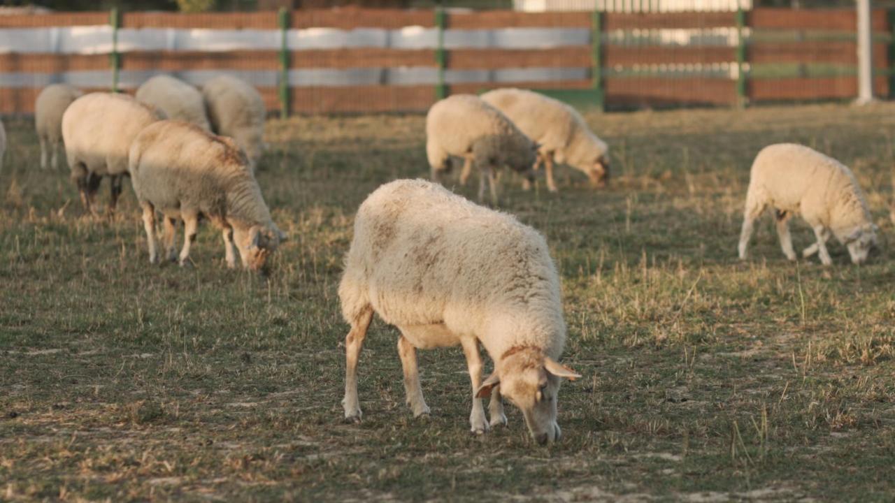 Krosnice Tatarska Zagroda - Agroturystyka Dolina Baryczy Noclegi - Domek Jelonek מראה חיצוני תמונה
